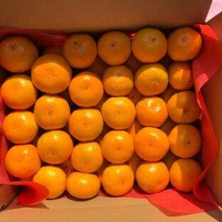 【家庭用】 晩生温州みかん　５ｋｇ・５０～６０玉