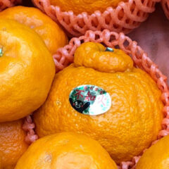 おすすめ　熊本の美味しいみかん（柑橘類）　