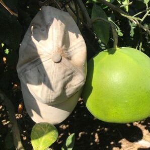 【ギフト用】熊本特産　晩白柚　約４ｋｇ２玉