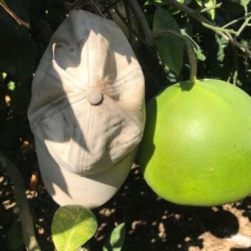 【ギフト用】熊本特産　晩白柚　約４ｋｇ２玉