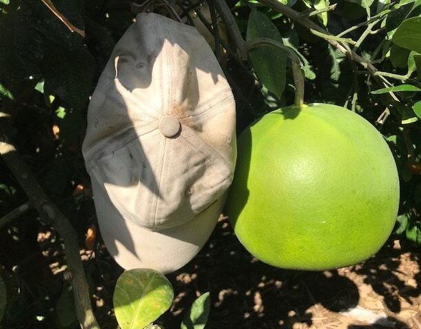 【ギフト用】熊本特産　晩白柚　約４ｋｇ２玉