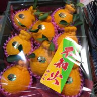 【ギフト用】糖度センサー選果　不知火　約３ｋｇ　８～９玉