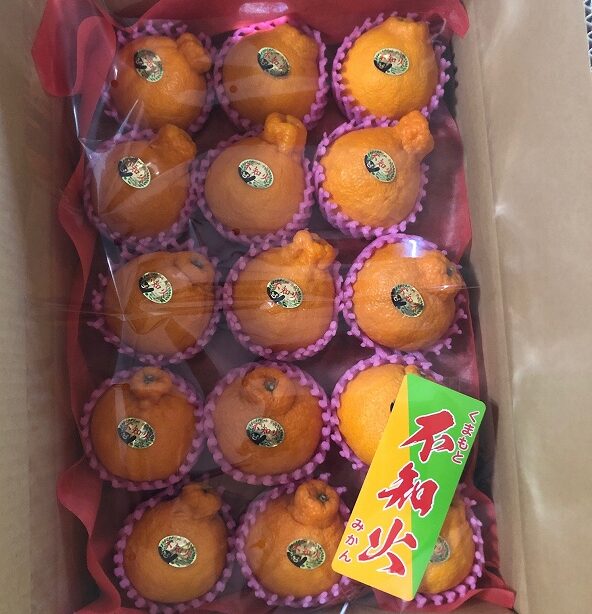 【家庭用】糖度センサー選果　不知火　約４ｋｇ　１２～１５玉