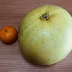 めずらしい果物 in熊本