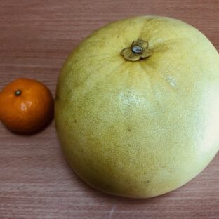 めずらしい果物 in熊本