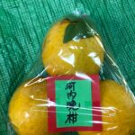 河内晩柑 ジューシーオレンジ