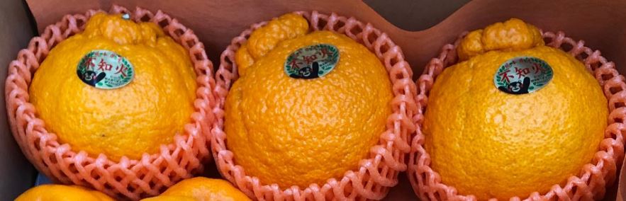 不知火　デコポン