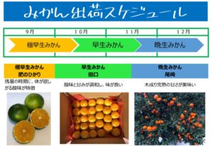 みかん　出荷　スケジュール