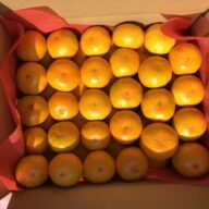 酸味と甘みが調和し味が良い 朝摘み 早生みかん